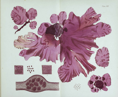 3581
<br/>
Phycologia Britannica; or a history of british Sea-weeds, containing coloured figures, generic and specific characters, synonymes, and descriptions of all the species of algae inhabiting the shores of the british islands
<br/>
<em></em>